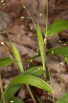 Variable panicgrass